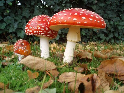 Magic Mushrooms