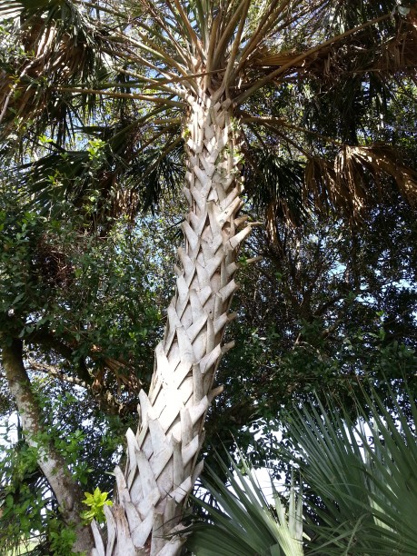 Cabbage Palm