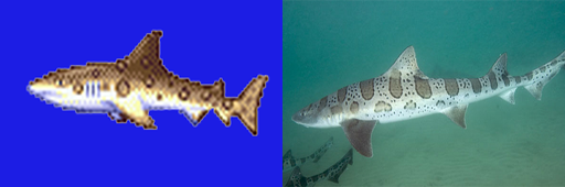 Leopard Shark