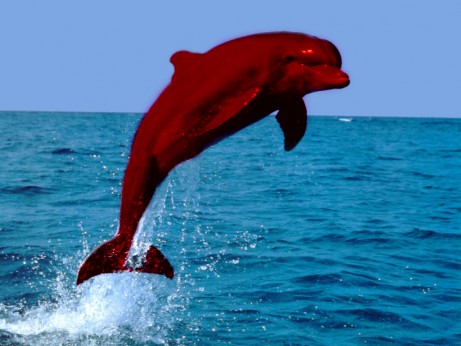 Red Dolphin